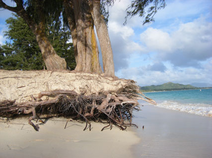 Kailua beach erosion