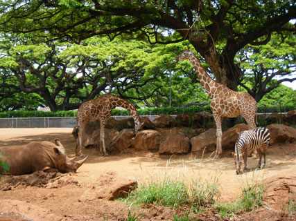 giraffe, rhino, zebra at the Honolulu Zoo