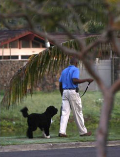 Bo goes for a walk in Hawaii