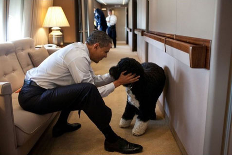 President Obama and dog Bo on Air Force One on trip to Hawaii
