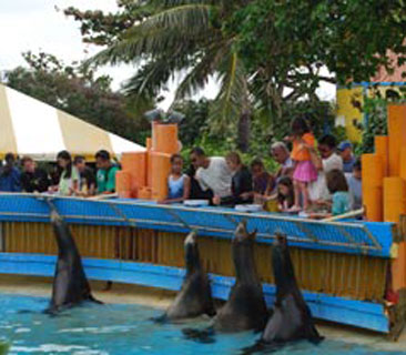 Obama feeds sea lions at Sea Life Park Hawaii