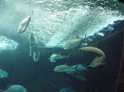 Waikiki aquarium shark tank