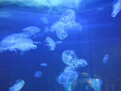 Moon jellies - jellyfish