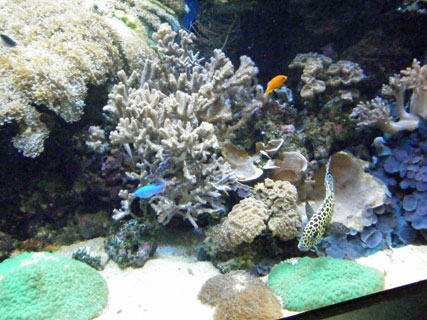 Tropical fish and coral at the Waikiki aquarium