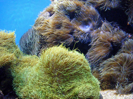 Carpet anemone at Waikiki aquarium