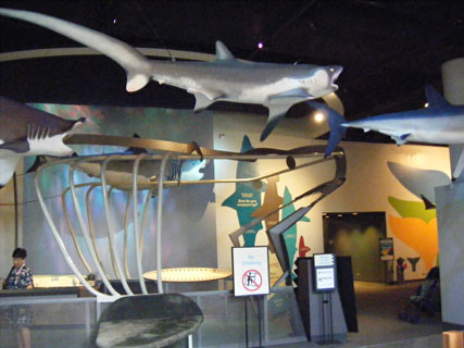 Megalodon exhibit at the Castle Memorial Building