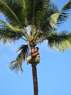 climbing a coconut palm tree