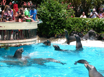 Sea Life park feeding sea lions