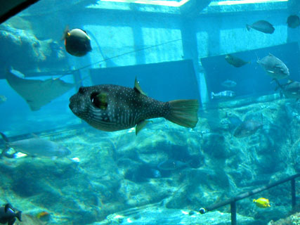 Hawaiian Reef Aquarium