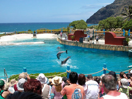 Sea Life Park dolphin cove show