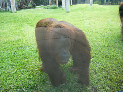 Honolulu Zoo - Rusti The Orangutan