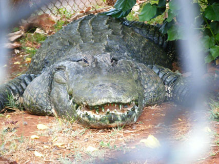 Honolulu Zoo - alligator