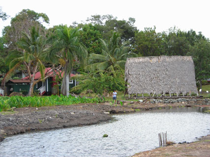 Taro field at Plantation Village in Waipahu