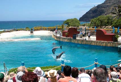 Dolphin show at Sea Life Park