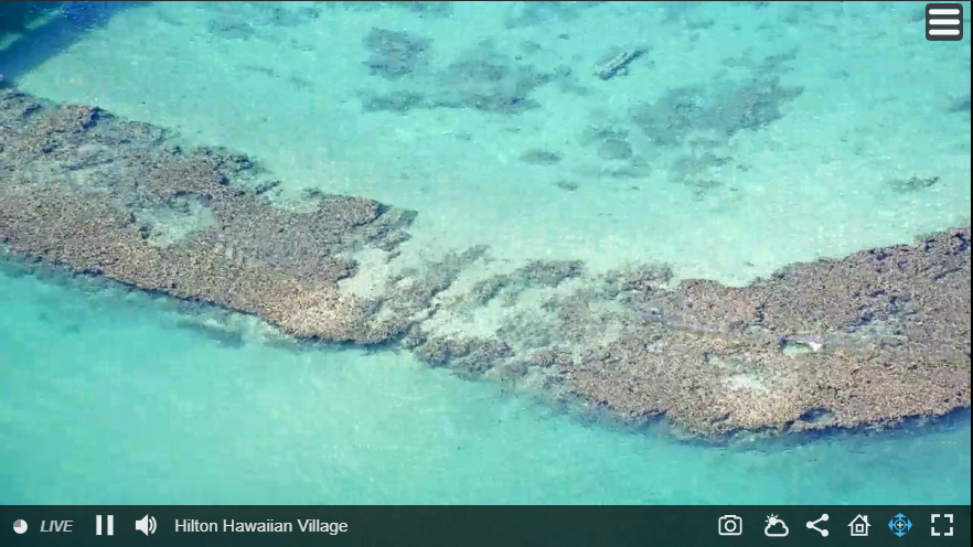 Snorkeling in coral reefs in Hawaii - live webcam